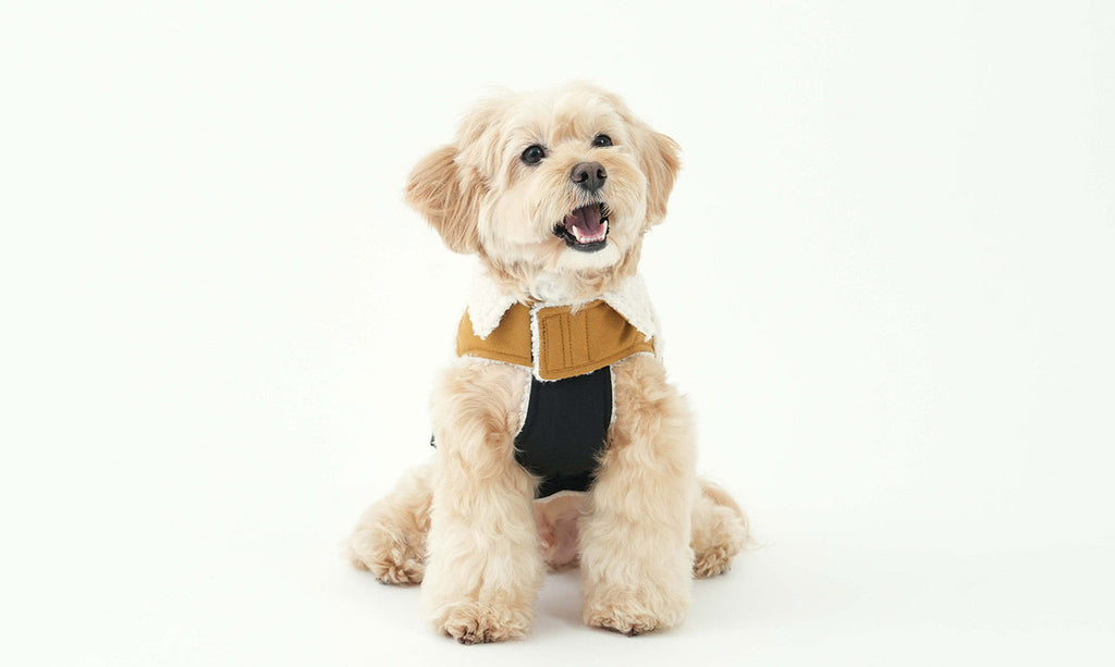 Korean Design Teddy Bear Fleece Winter Puffer Jacket for Dogs / Cats