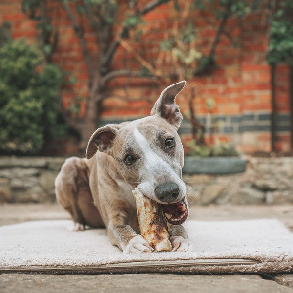 Earth Animal No Hide Venison Chews