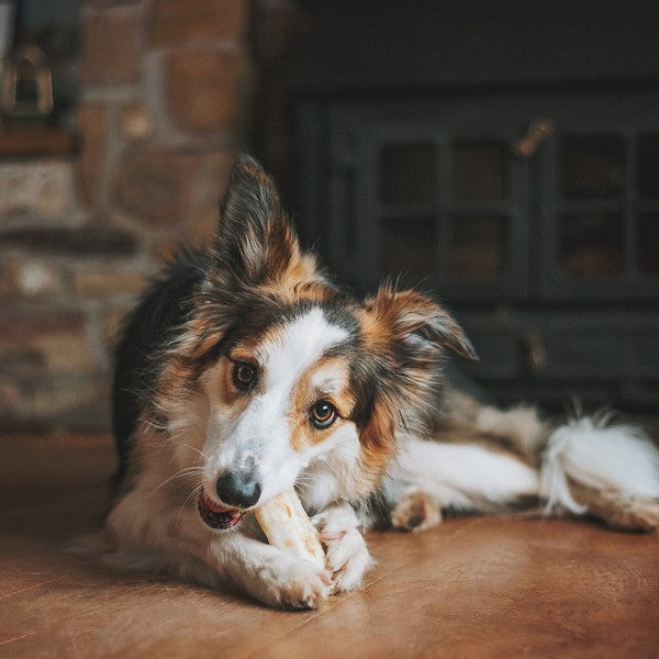 Earth Animal No Hide Chicken Chews