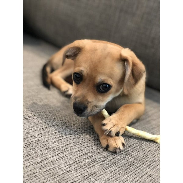 Earth Animal No Hide Peanut Butter Chews