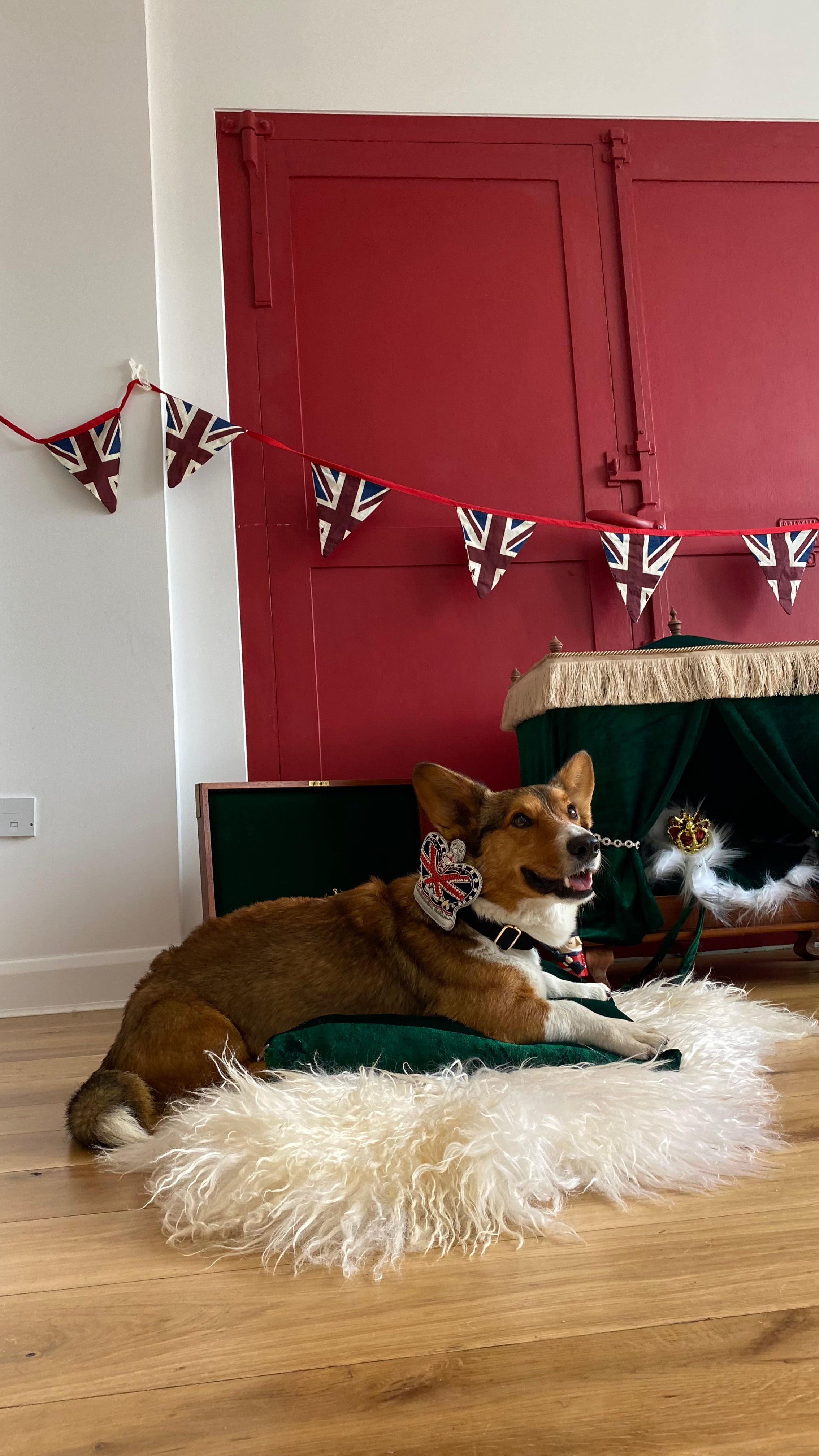 Royal Crown Dog / Cat Velvet Collar Set