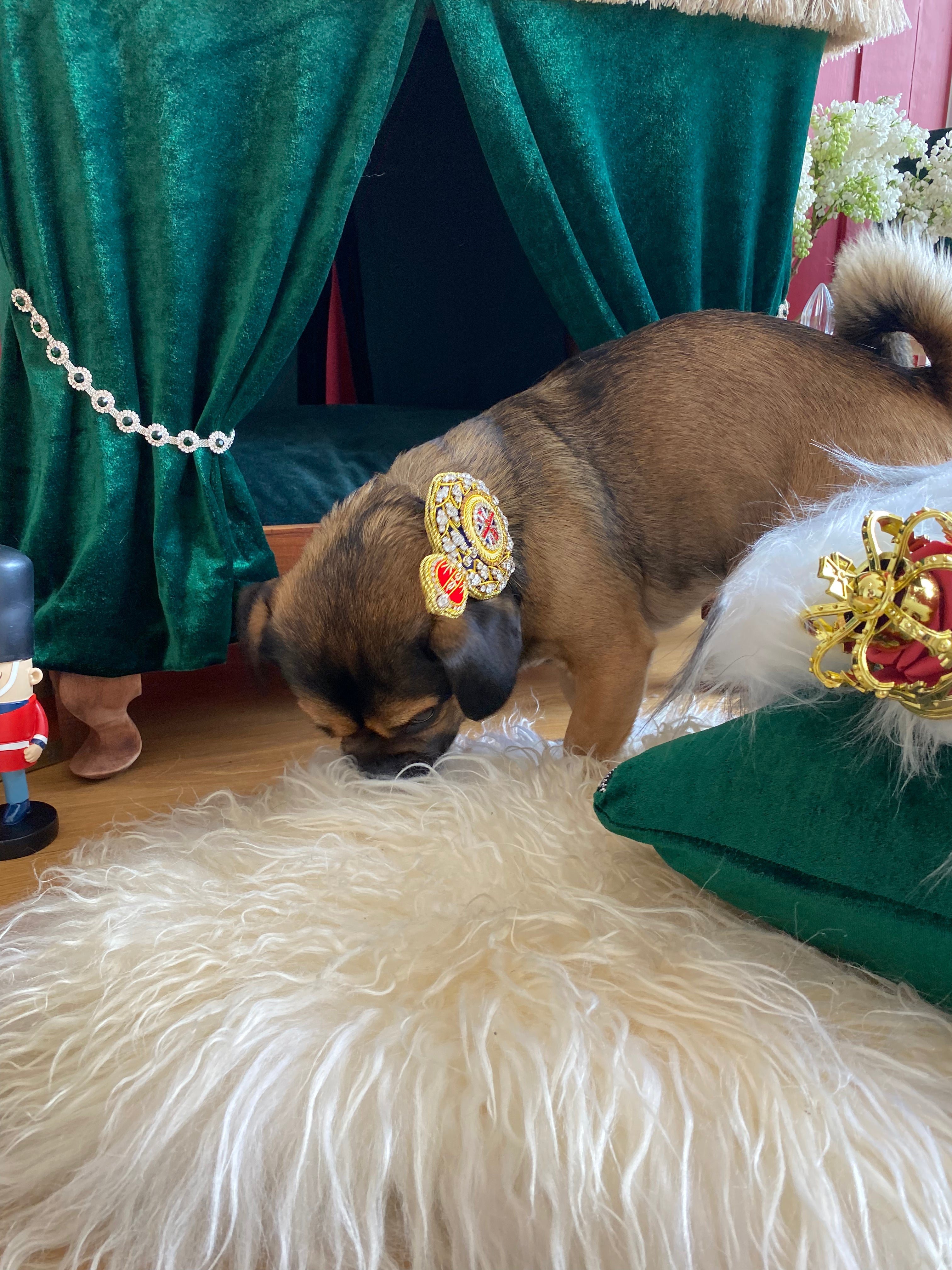 Royal Crown Dog / Cat Velvet Collar Set