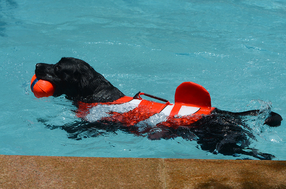 Light Weight Summer Dog Life Jacket