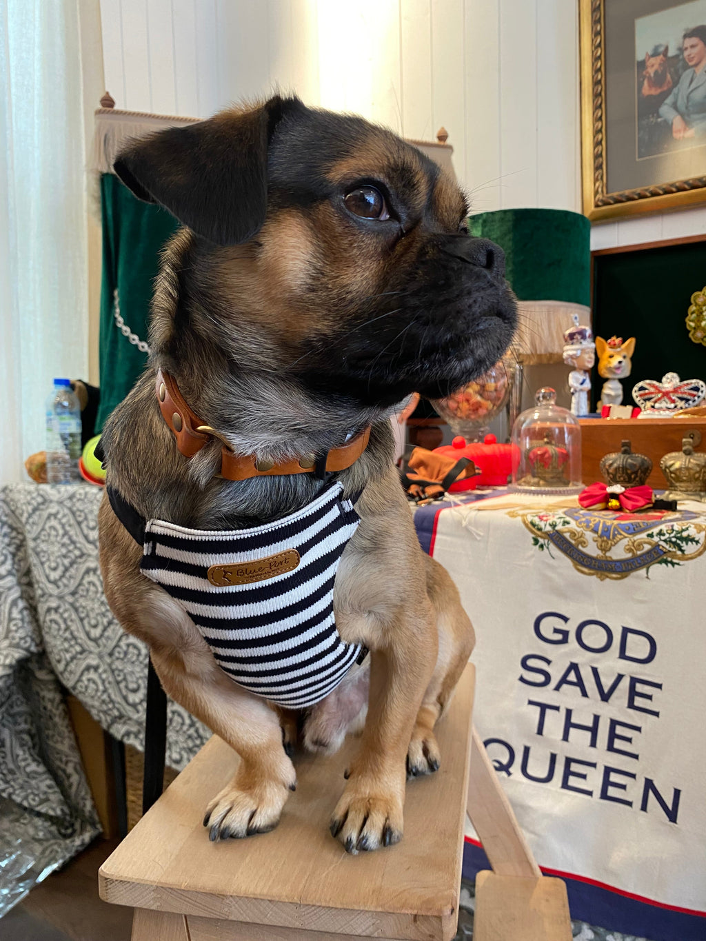 Japanese design 100% cotton super soft harness with lead set for dogs and cats