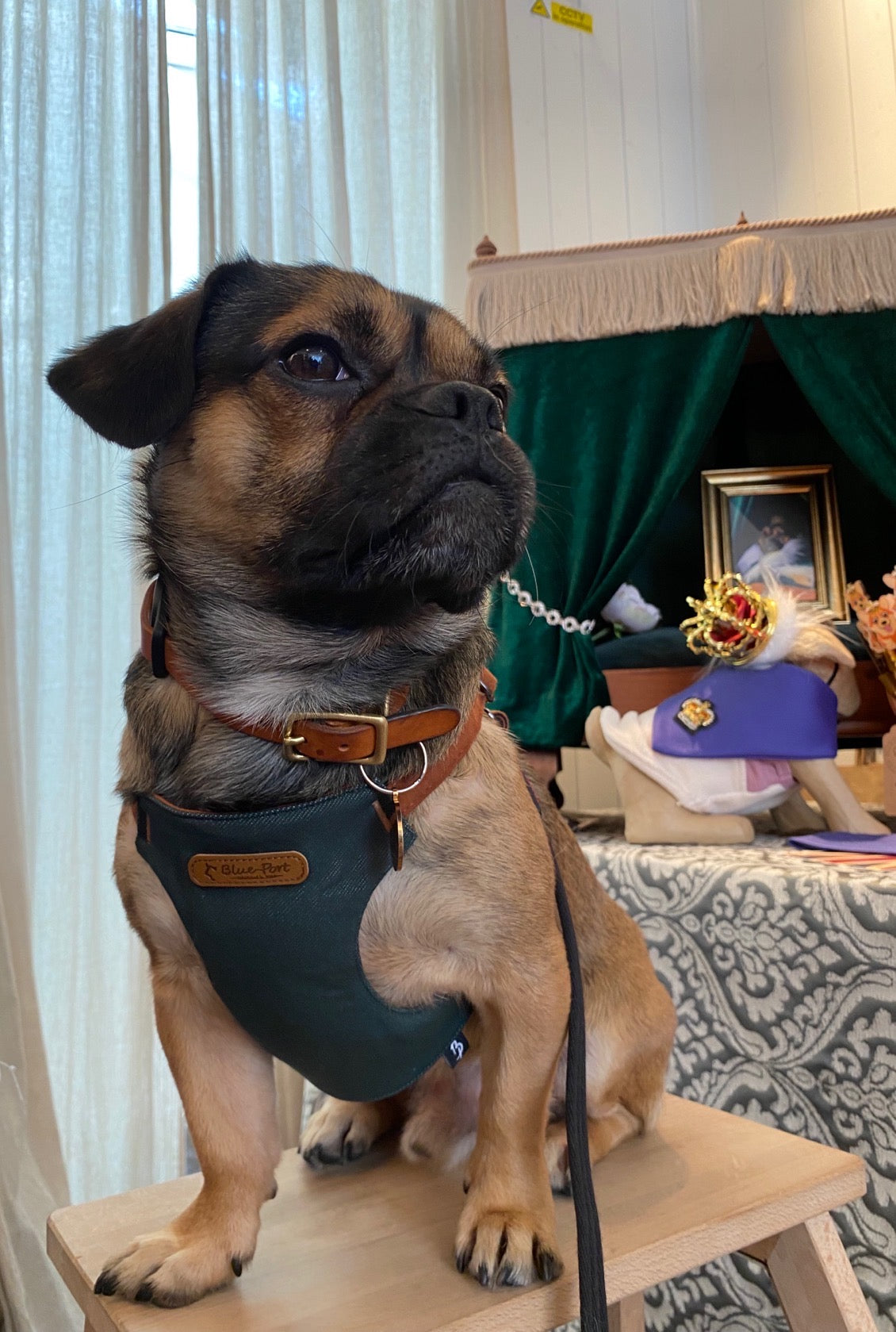 Japanese design 100% cotton super soft harness with lead set for dogs and cats