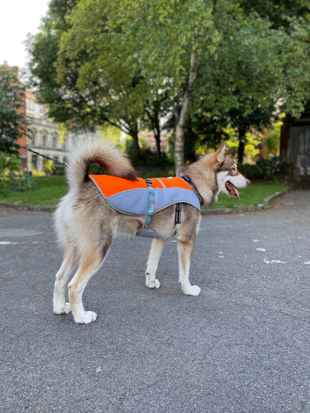 Summer Dog Cooling Vest