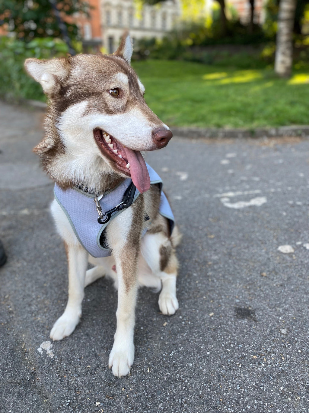 Summer Dog Cooling Vest