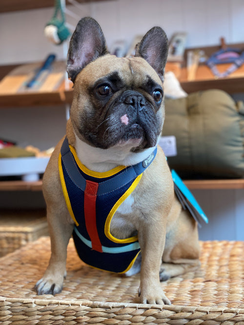 Dog Cooling Harness with matching lead set