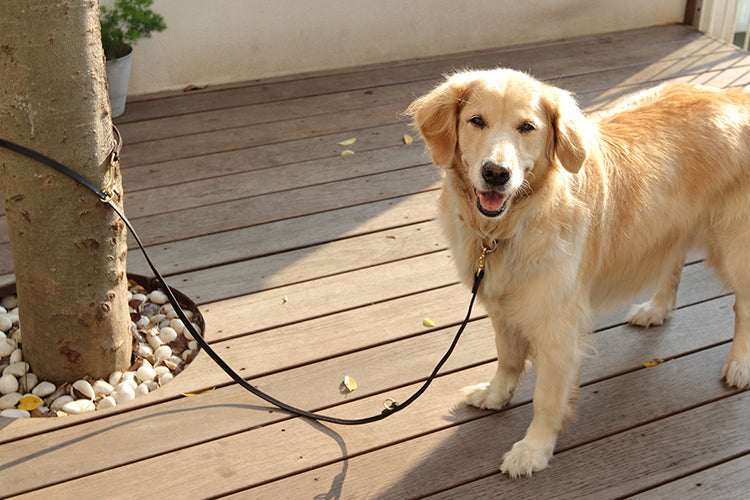 Italian Leather Multi Lead - Black / Wine Red