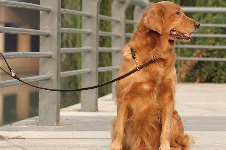 Italian Leather Multi Lead - Black / Wine Red