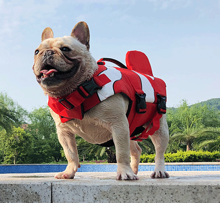 Light Weight Summer Dog Life Jacket