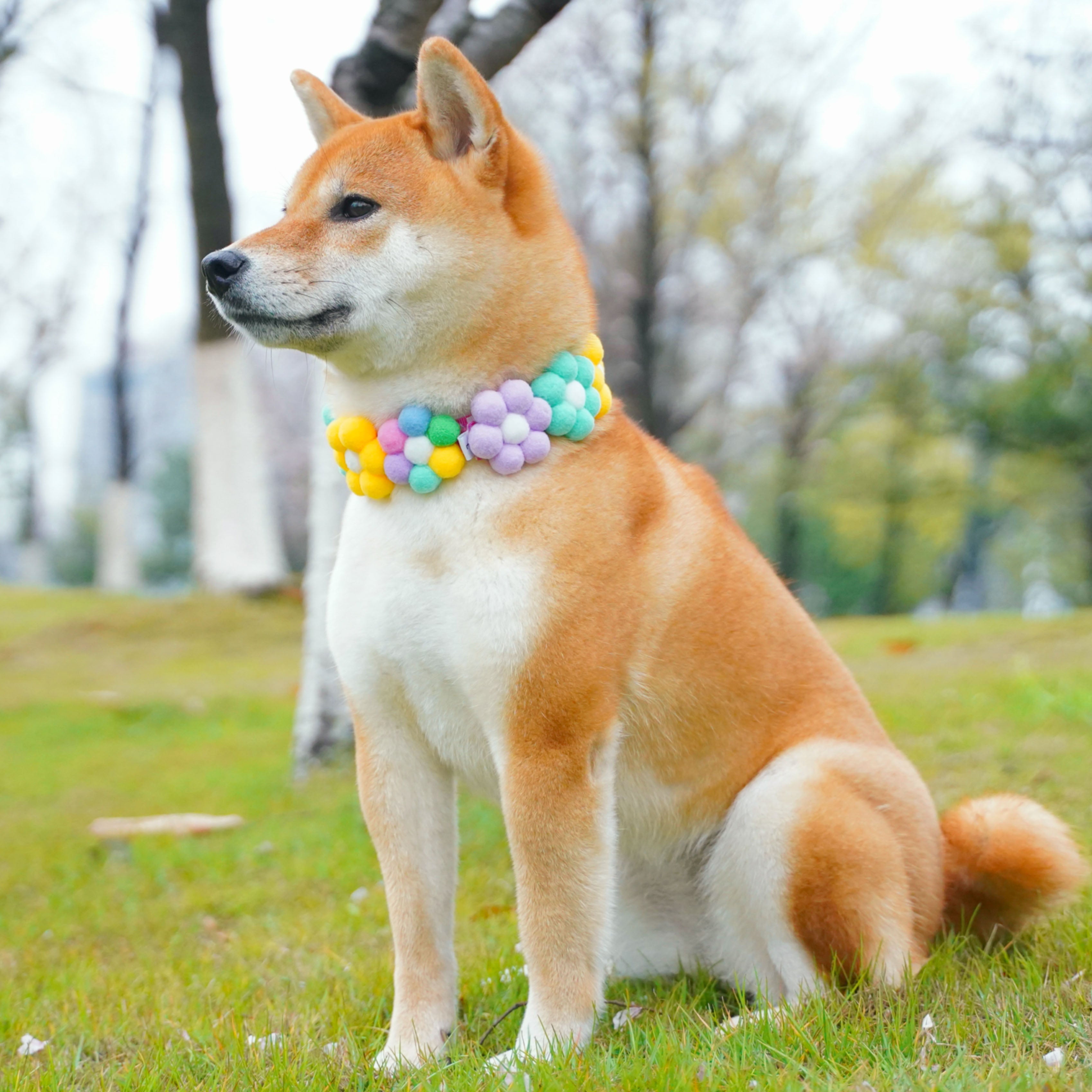 Rainbow / Macaroon Flower Collar