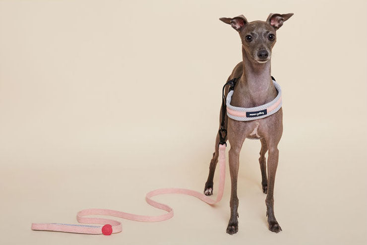 Puppy Gallery Korea - Dog Harness and Lead - Baby Pink / Light Green