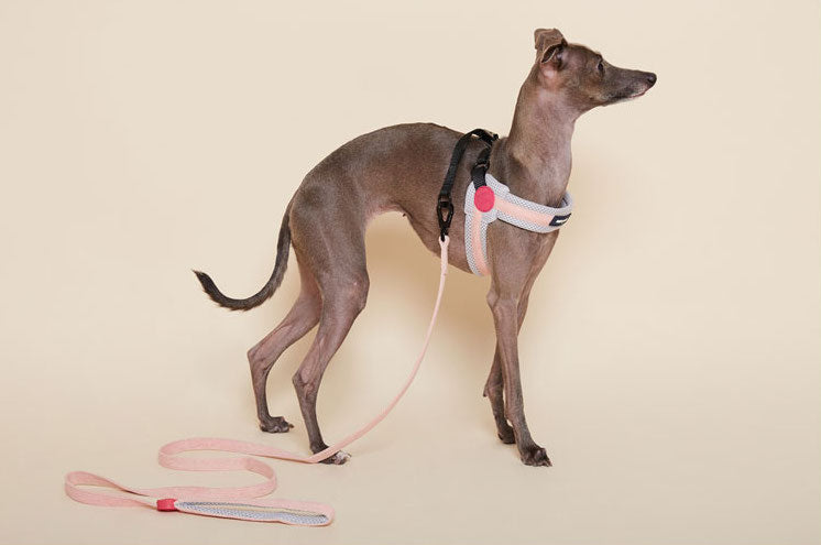 Puppy Gallery Korea - Dog Harness and Lead - Baby Pink / Light Green