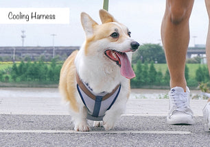 Dog Cooling Harness with matching lead set