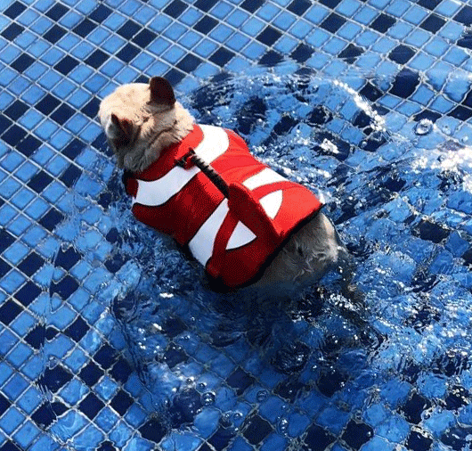 Light Weight Summer Dog Life Jacket