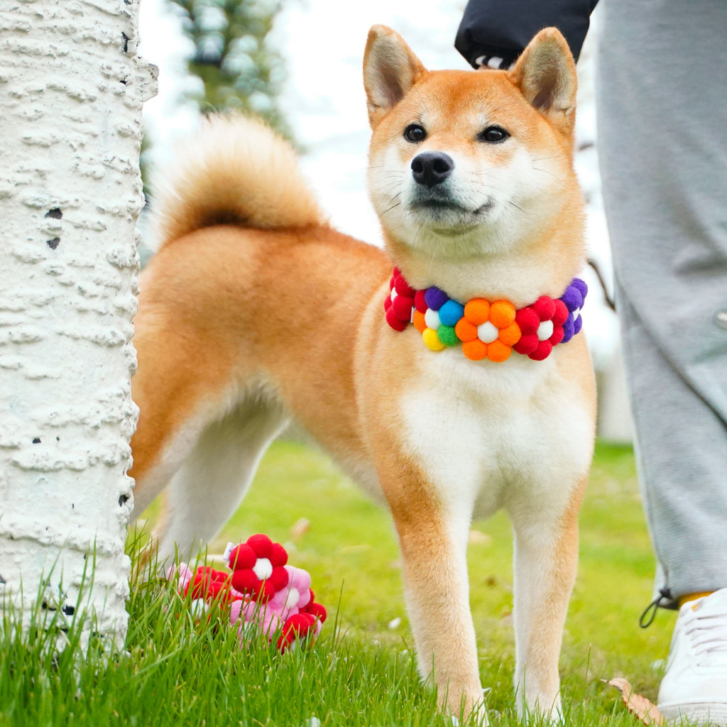 Rainbow / Macaroon Flower Collar