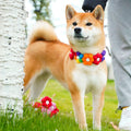 Rainbow / Macaroon Flower Collar