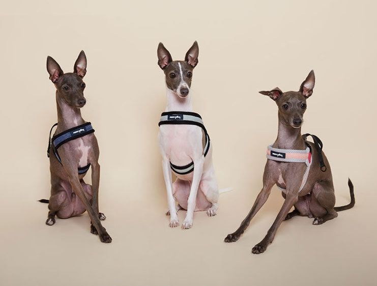 Puppy Gallery Korea - Dog Harness and Lead - Baby Pink / Light Green