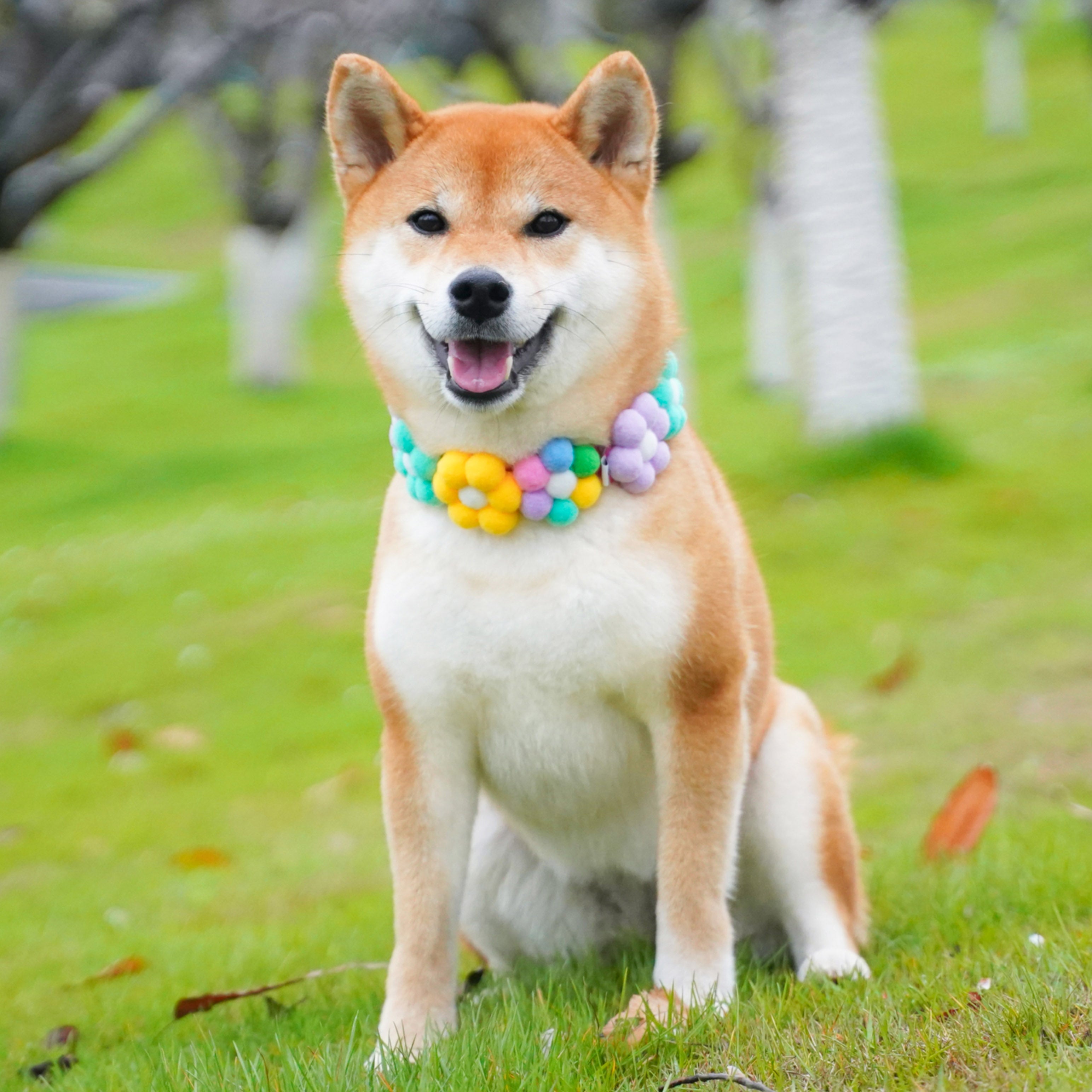 Rainbow / Macaroon Flower Collar