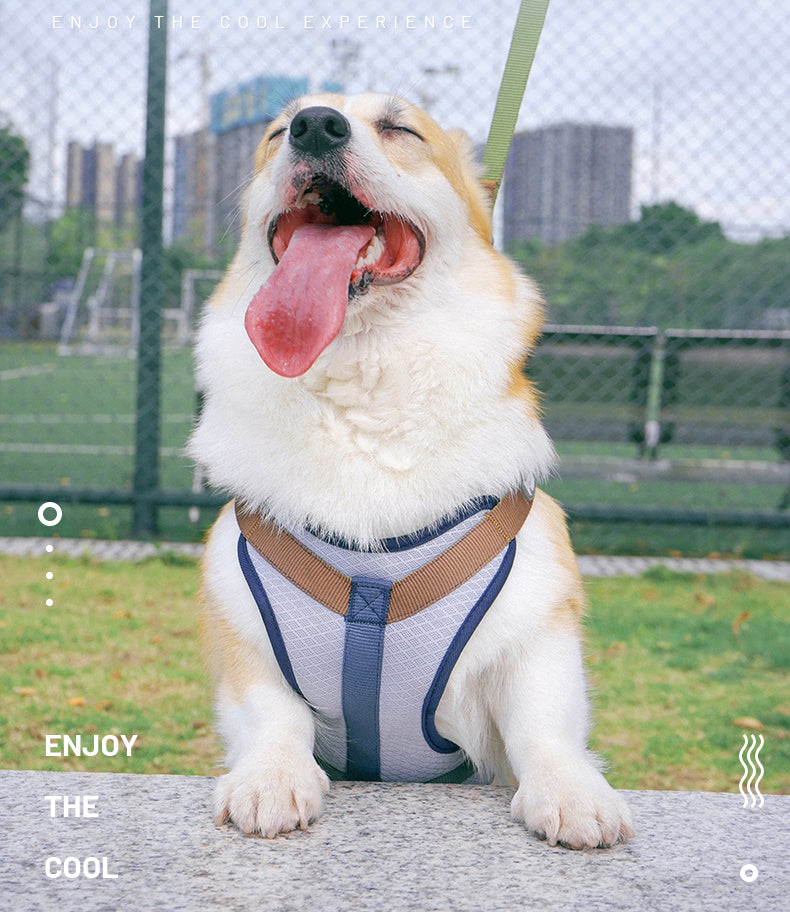 Dog Cooling Harness with matching lead set