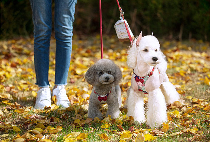 Japanese Puppy Tie - Dog Harness and Lead - Baby Pink / Lemon Yellow Pattern
