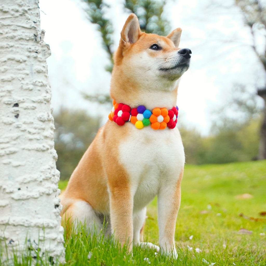 Rainbow / Macaroon Flower Collar