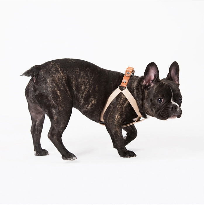 Sniff 100% Cotton Harness with leather and brass buckle - Light Denim Blue & Beige