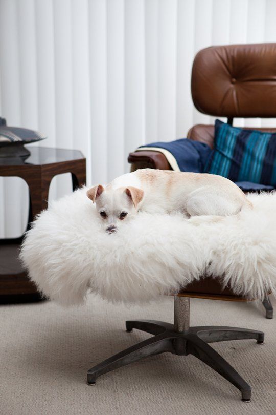 Dog Bed / Bed Topper Made with Australian Lambwool - Natural colour