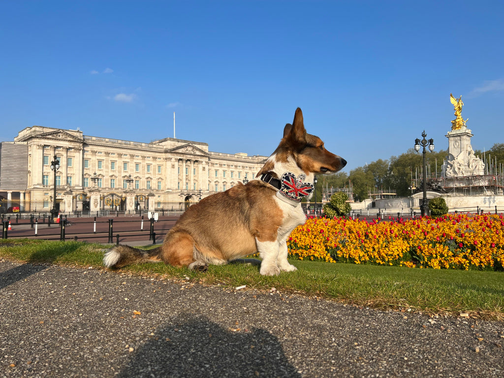 Royal Crown Dog / Cat Velvet Collar Set