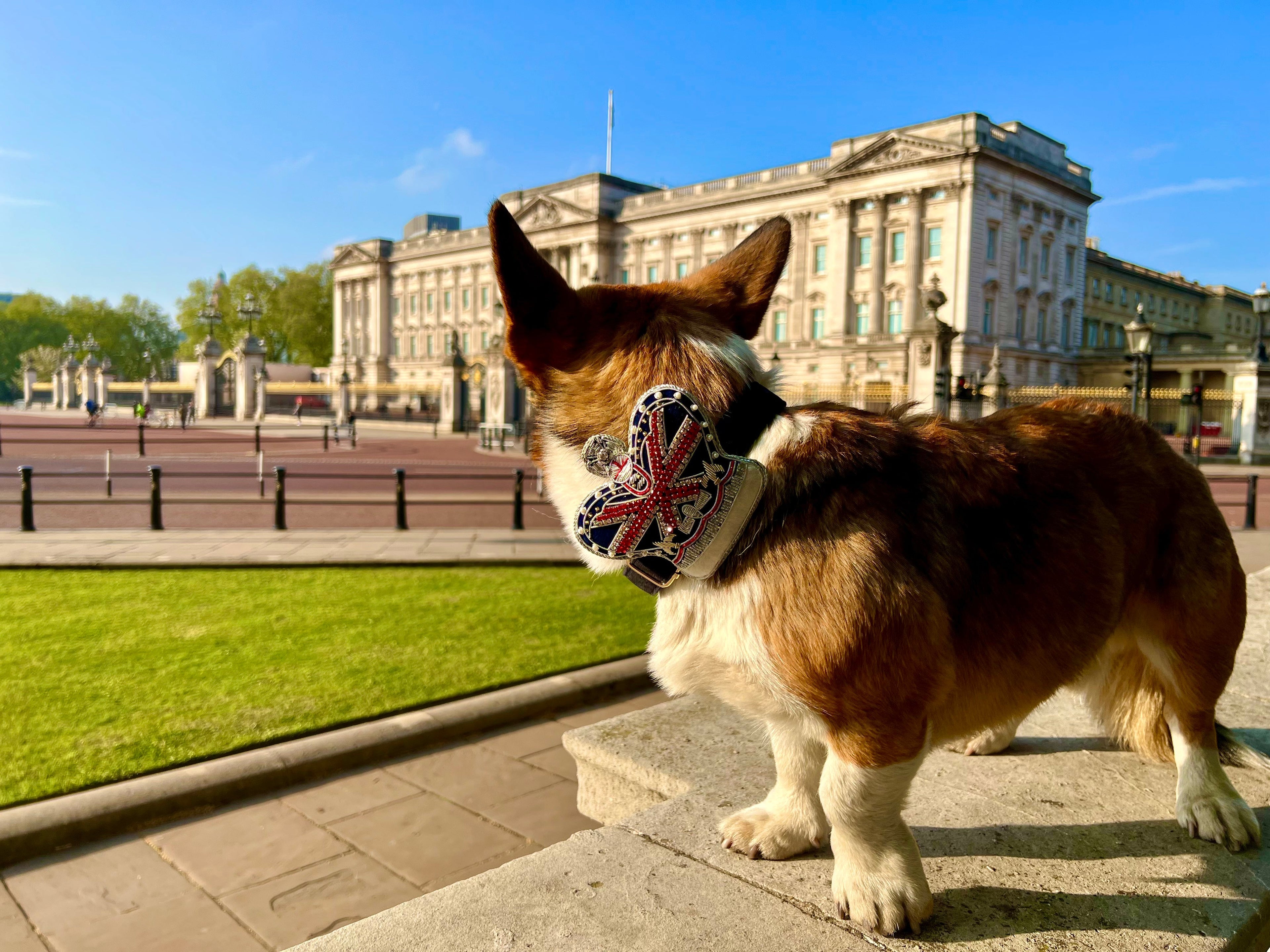 Royal Crown Dog / Cat Velvet Collar Set