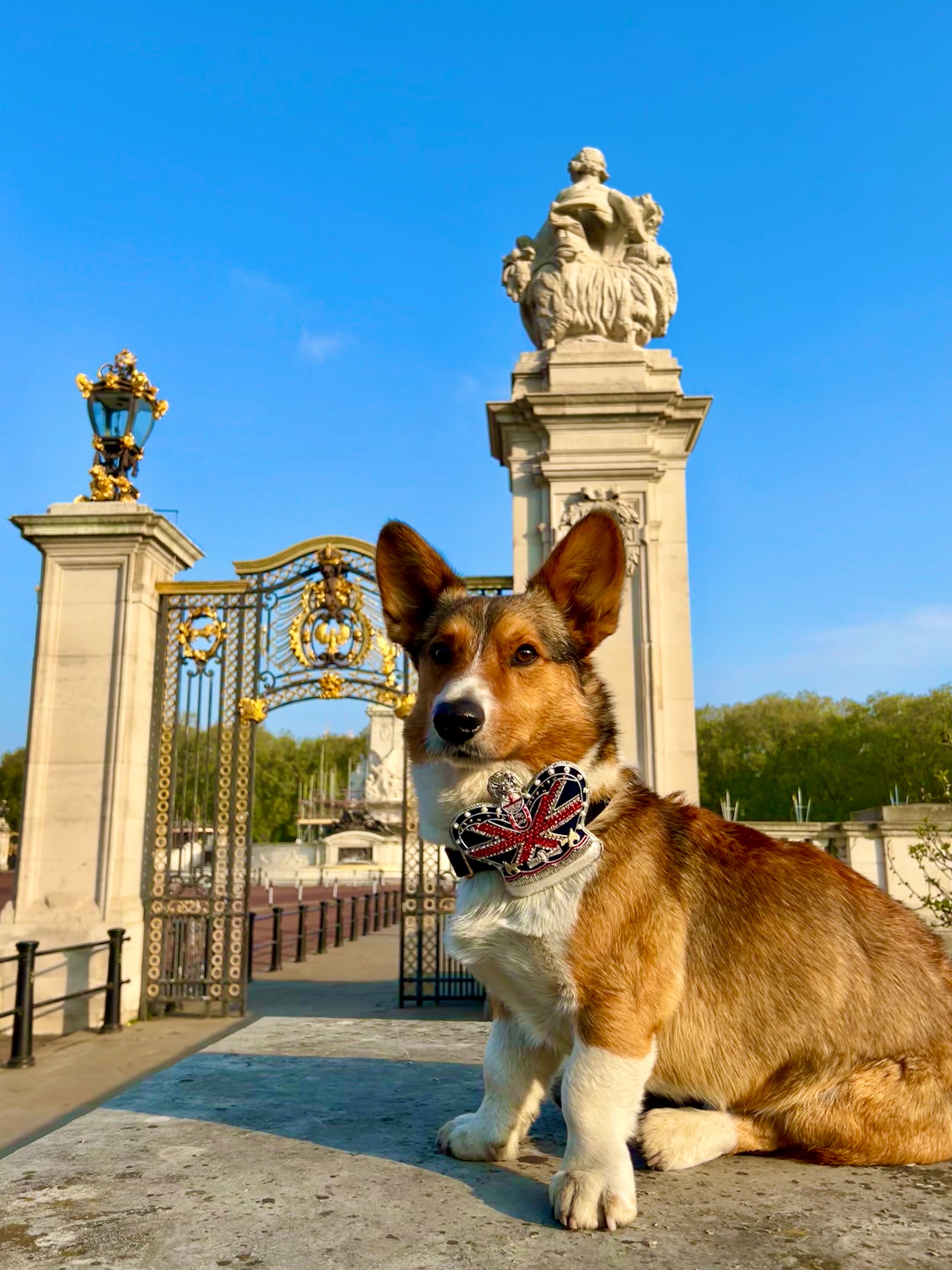 Royal Crown Dog / Cat Velvet Collar Set