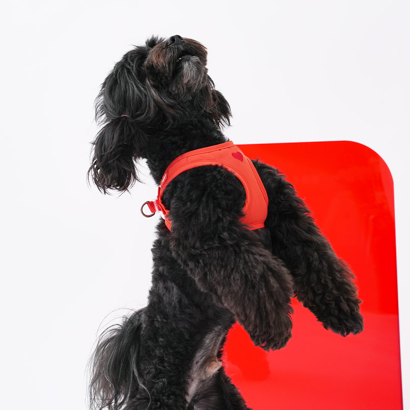 Puppy Gallery Korea - Water Resistance Heart Harness for Dogs & Cats