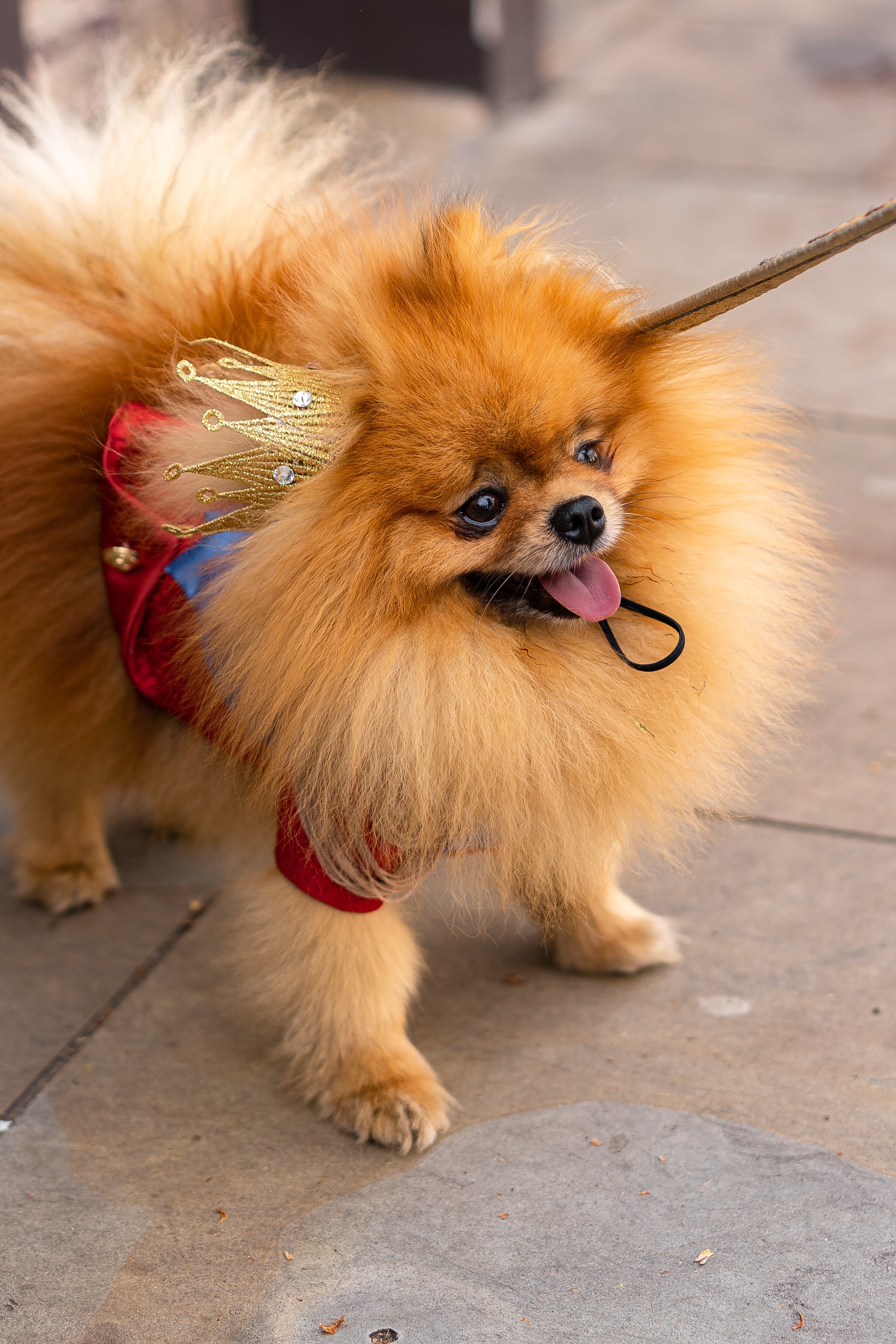 Royal Ceremonial Uniform for dog and cat