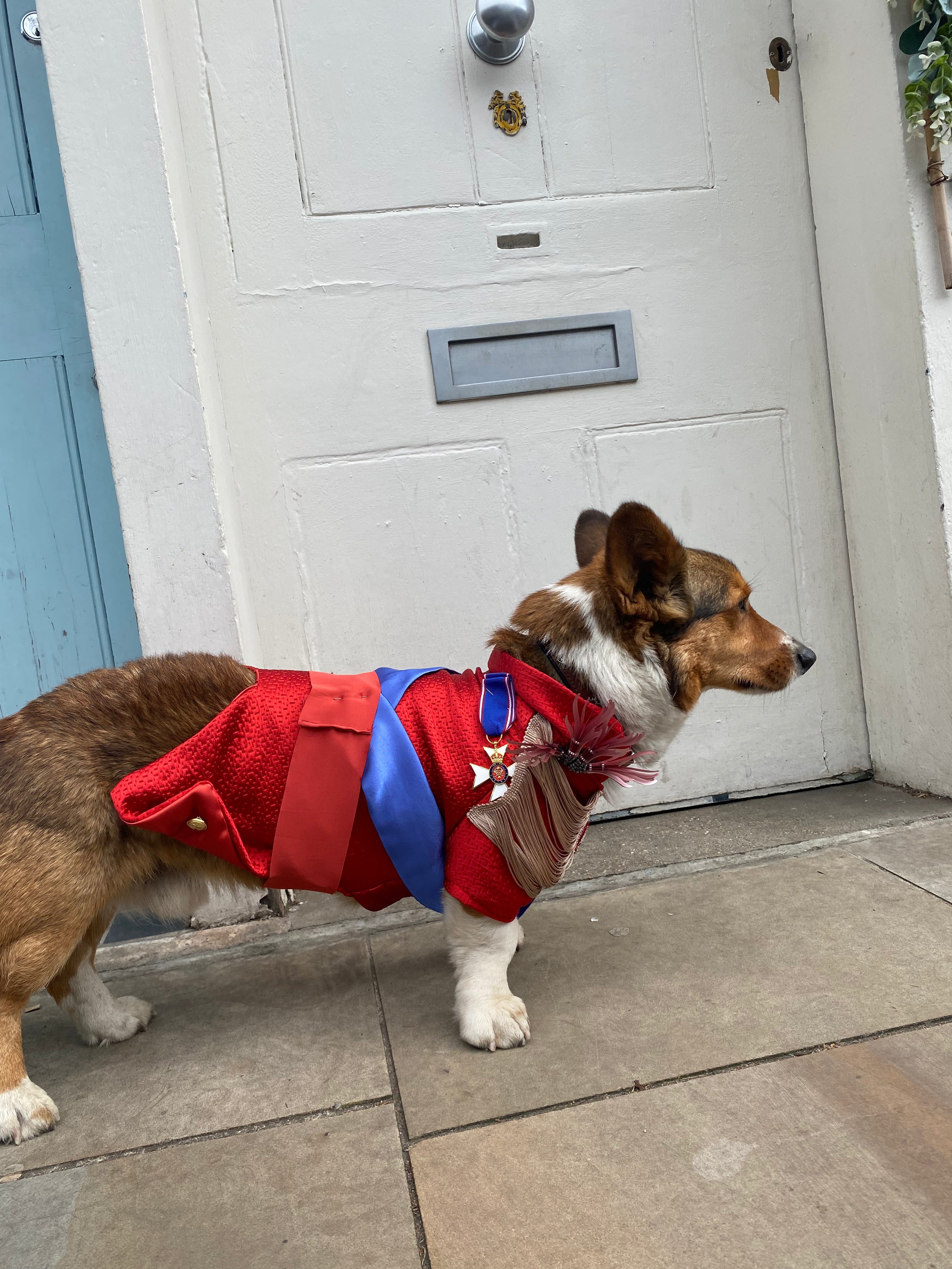 Royal Ceremonial Uniform for dog and cat