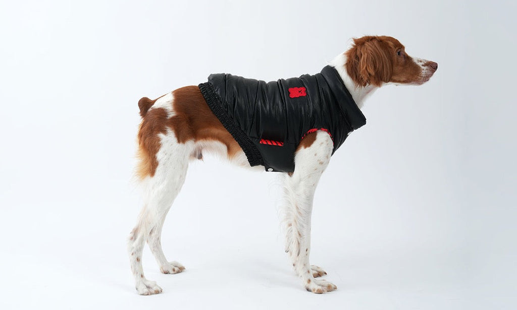 Korean Design Waterproof Teddy Bear Winter Eco Leather Puffer Jacket for Dogs / Cats