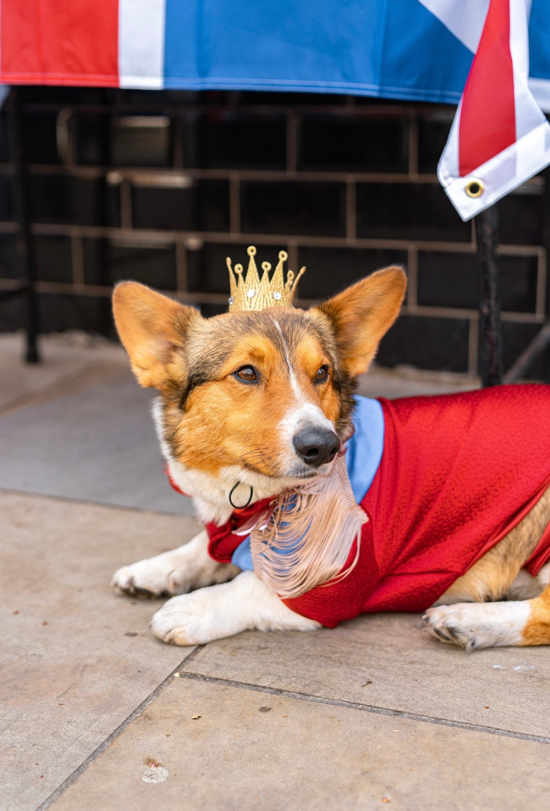 Royal Ceremonial Uniform for dog and cat