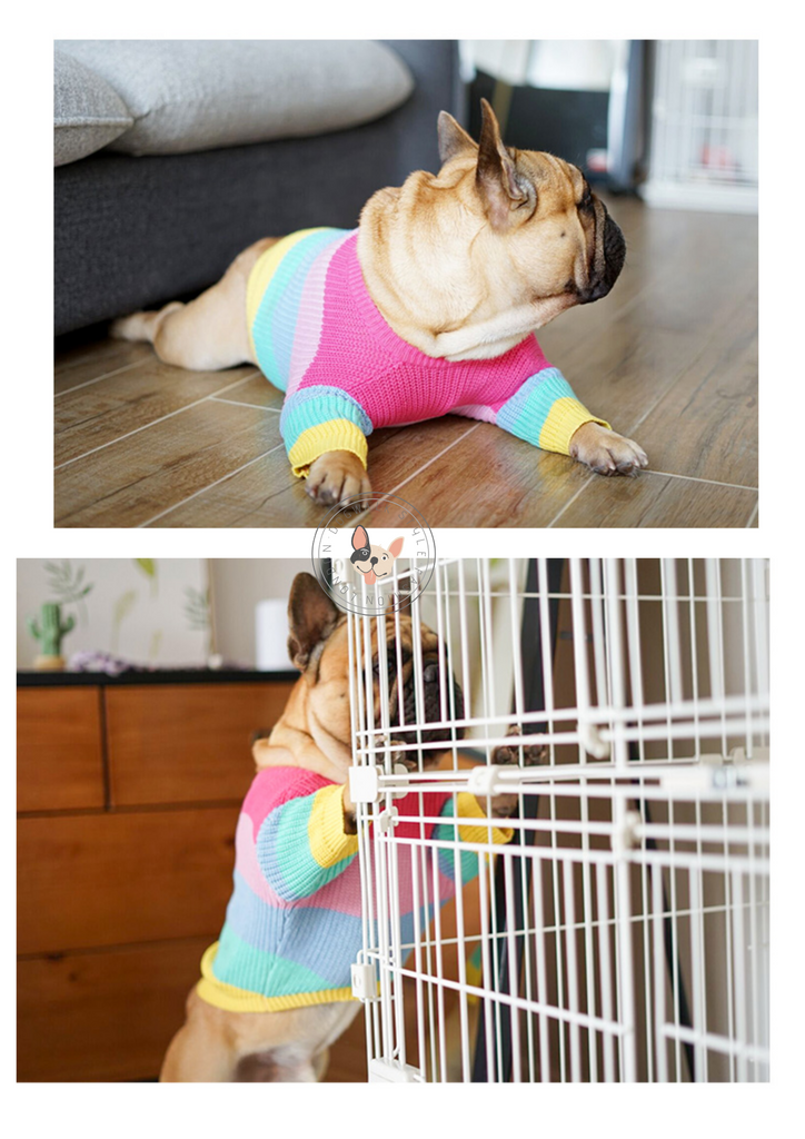 Rainbow Dog Jumper