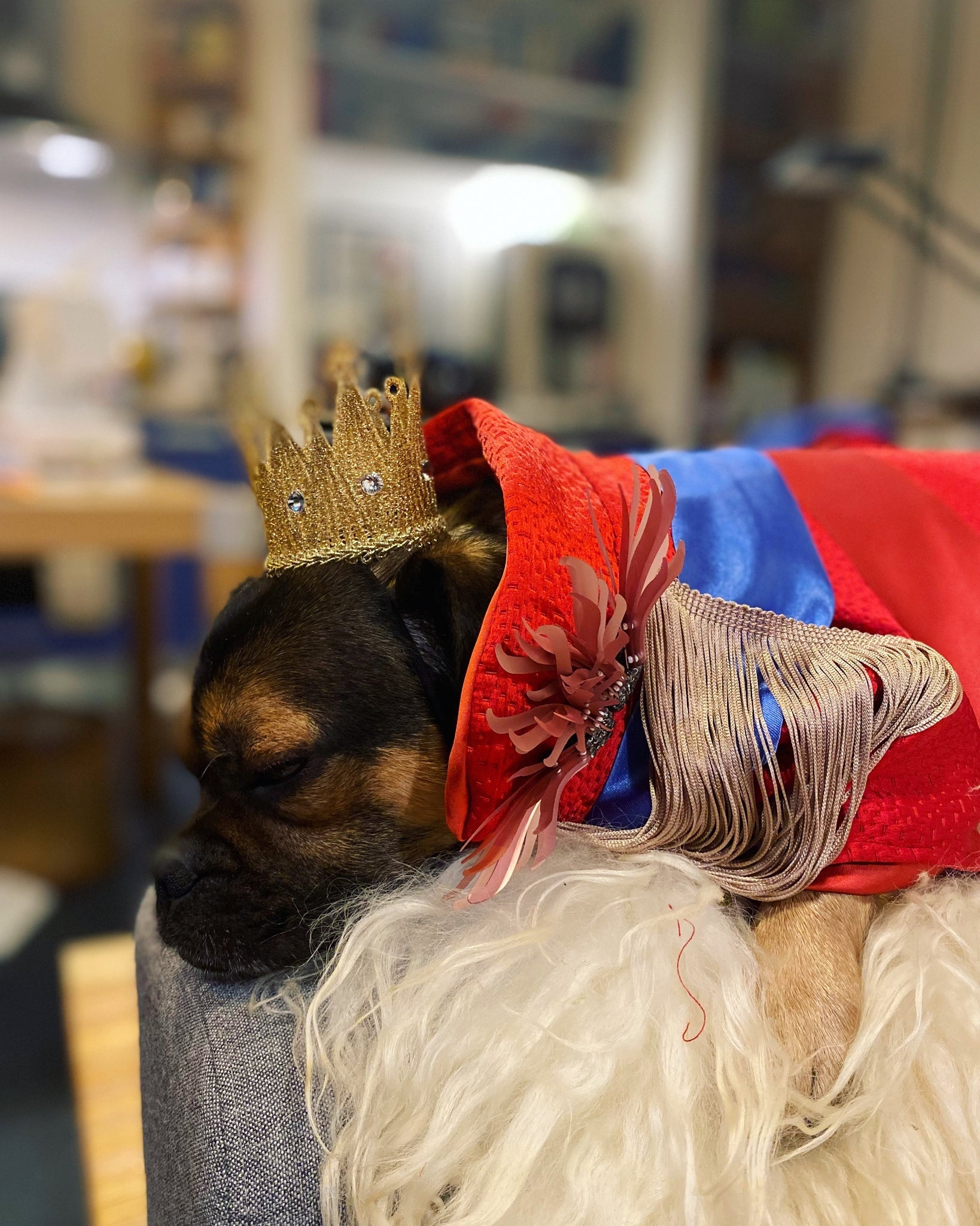 Royal Ceremonial Uniform for dog and cat