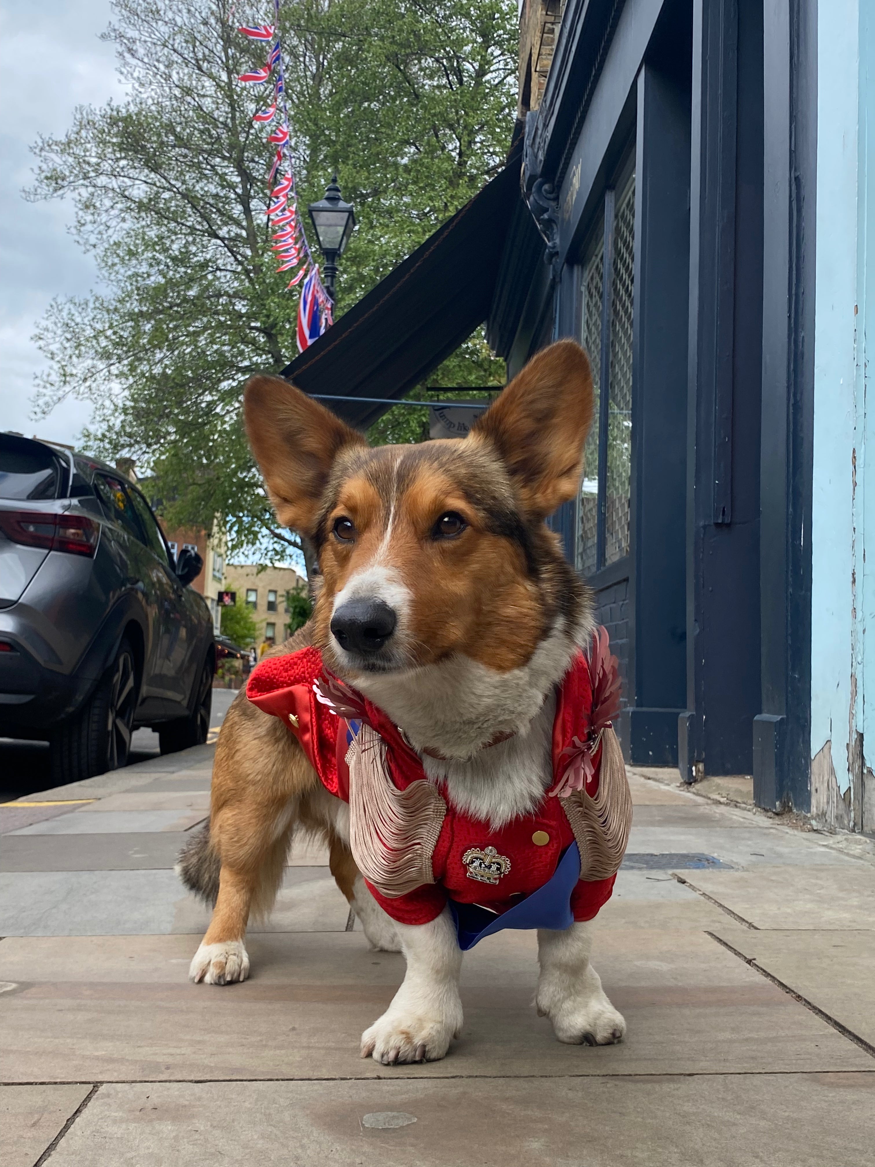 Royal Ceremonial Uniform for dog and cat